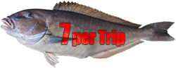Seven Blueline Tilefish per angler per trip